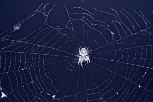 spider and spiderweb | Toddlebabes - Learn to Play - Play to Learn