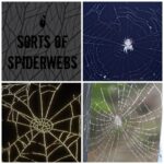 spiderwebs | Toddlebabes - Learn to Play - Play to Learn