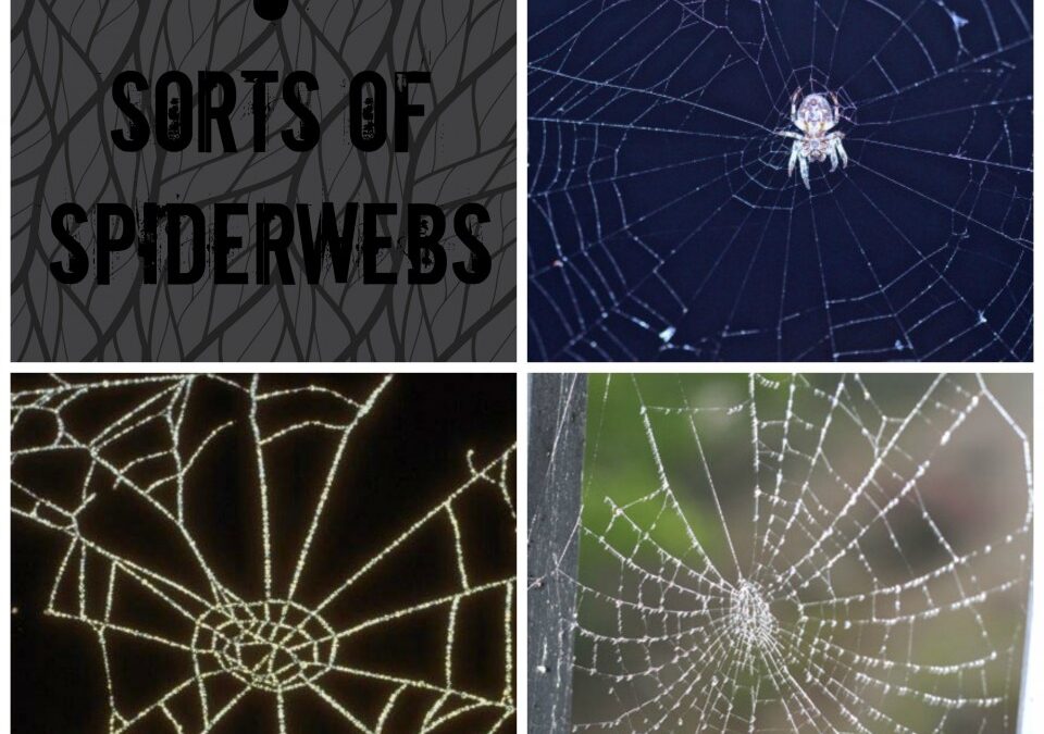 spiderwebs | Toddlebabes - Learn to Play - Play to Learn