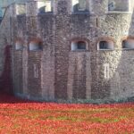 poppies, London, Remembrance day