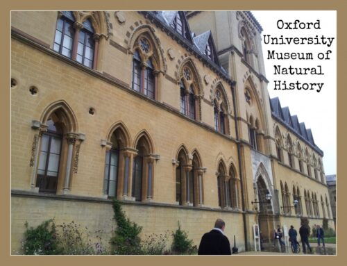 Oxford Museum of Natural History | Toddlebabes - Learn to Play - Play to Learn