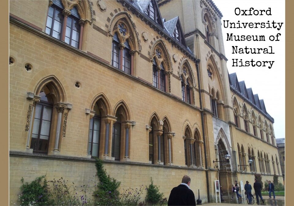 Oxford Museum of Natural History | Toddlebabes - Learn to Play - Play to Learn