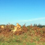 Woburn Safari Park, lion