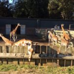 Woburn Safari Park, giraffe