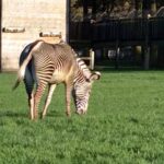 Woburn Safari Park, zebra