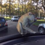 Woburn Safari Park, monkey