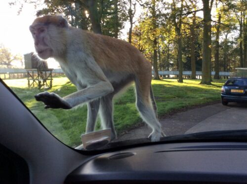 Woburn Safari Park, monkey