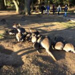 Woburn Safari Park, wallaby