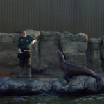 Woburn Safari Park, sea lion