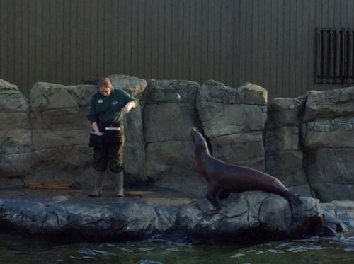 Woburn Safari Park, sea lion