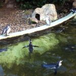 Woburn Safari Park, penguin