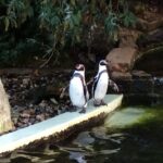 Woburn Safari Park, penguin