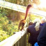 Woburn Safari Park, lemur
