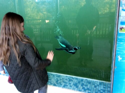 Woburn Safari Park, penguin