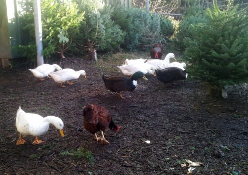 christmas tree, ducks, birds