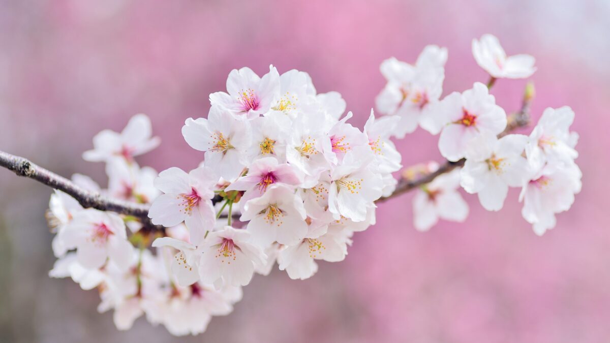 cherry blossoms, landscape, spring