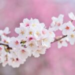 cherry blossoms, landscape, spring