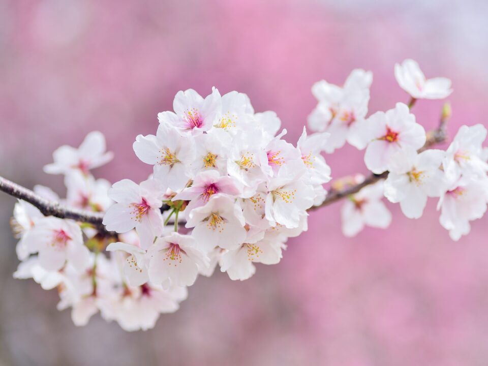 cherry blossoms, landscape, spring