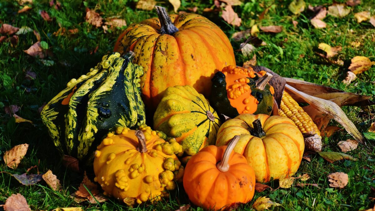 pumpkins, decorative squashes, nature