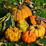 pumpkins, decorative squashes, nature